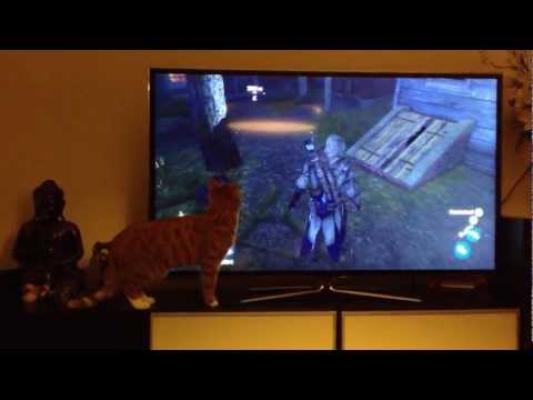 Assassin&#039;s Creed confuses cat