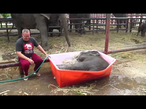 Baby Elephant Bathing &quot;Double trouble&quot;