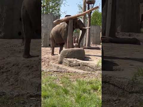 Elephant Expertly Balances Logs at Basel Zoo