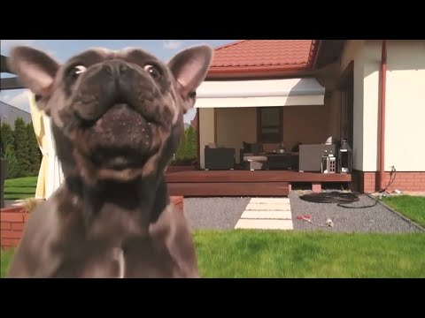 JOHNY the Frenchie - ALWAYS READY TO FLY with dron...