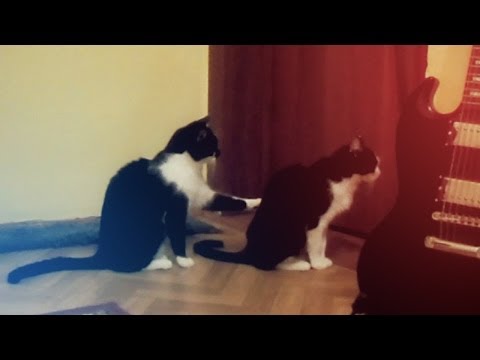 Кошка просит прощения / Ржу не могу / Cat tries to apologize