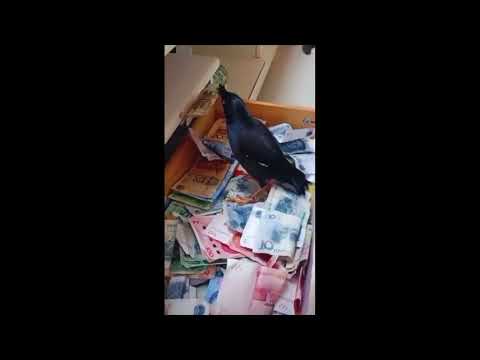 Bird Steals Cash and Brings It Home #shorts