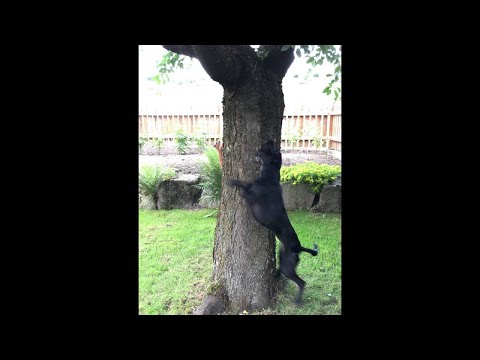 Dog and Squirrel Play Chase Around a Tree || ViralHog