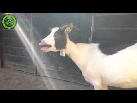 Goat Makes Funny Sound.flv