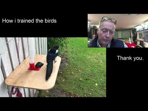 Birds exchange litter for food, the training.