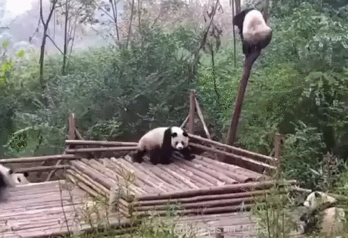 panda mein baum gif